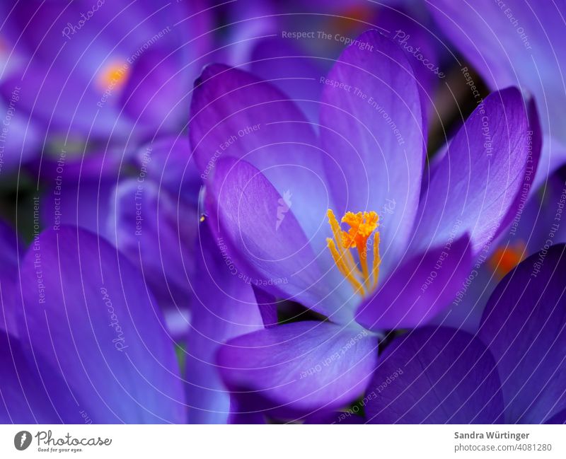 Lila Krokusse / Frühlingsgefühle lila Natur Blüte Blume Pflanze violett Garten Blühend Farbfoto natürlich Makroaufnahme Außenaufnahme Schwache Tiefenschärfe