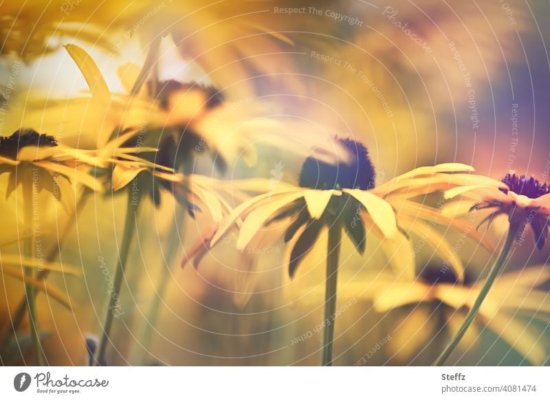 Sommergefühl mit Gelben Sonnenhut Staudenbeet Blütenmeer Gartenblumen Septemberblumen Gelber Sonnenhut Rudbeckia Rudbeckia fulgida Blumenbeet blühen warm