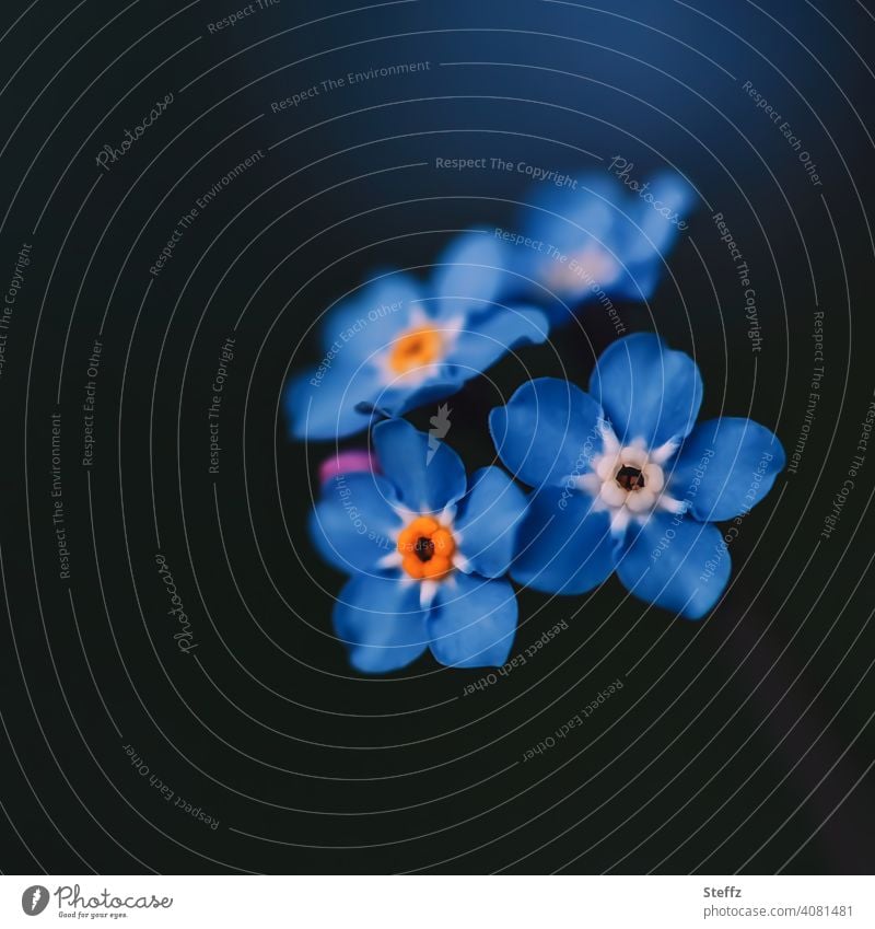 Vergissmeinnicht im Schatten Frühjahrsblüher Myosotis Frühlingsblumen blaue Blumen Blütezeit blühende Frühlingsblumen Mai romantisch Romantik Frühlingsgarten