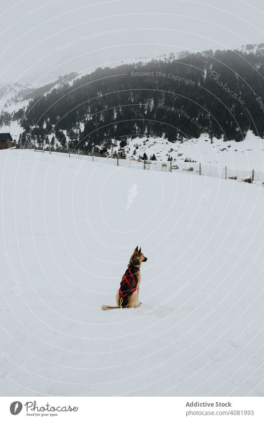 Hund sitzt in verschneiter Landschaft Schnee Winter Haustier Natur ländlich heimisch Deutscher Schäferhund Eckzahn Reinrassig kalt cool Wetter Hügel malerisch