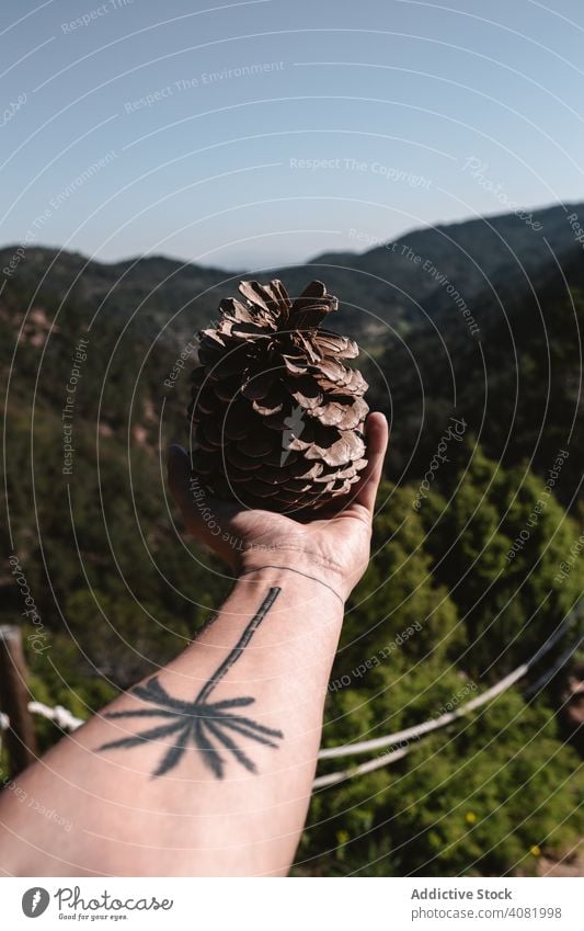 Crop Hand mit riesigen Kegel in der Landschaft Zapfen Konifere zeigend Wald Berge u. Gebirge groß sonnig tagsüber Ansicht organisch natürlich Tattoo Handfläche