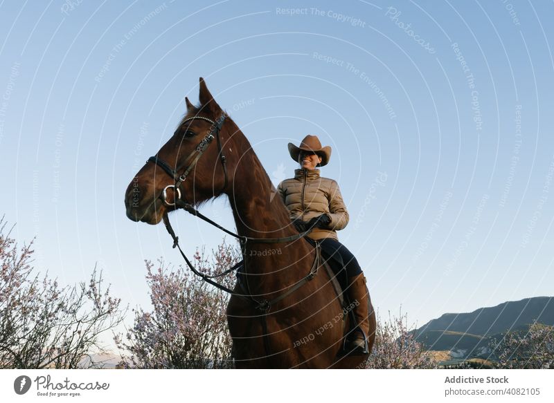 Frau auf Pferd im Feld Wegsehen Landschaft Reiter Natur Himmel wolkenlos blau sonnig tagsüber Lifestyle Freizeit Freiheit jung Tier Kreatur pferdeähnlich Stute