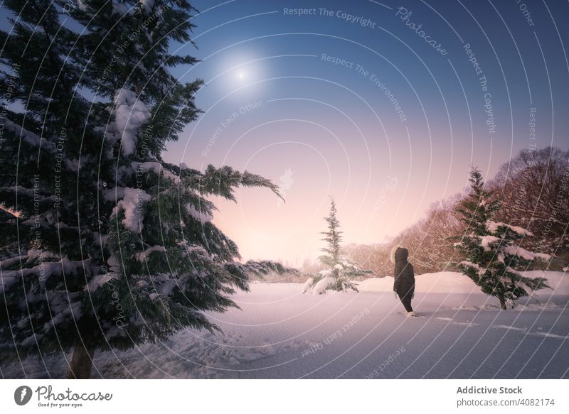 Reisende gehen auf Schnee um Nadelbäume herum Reisender laufen Konifere Baum Himmel Frau Silhouette malerisch Gelände Tanne Winter kalt Natur Lifestyle