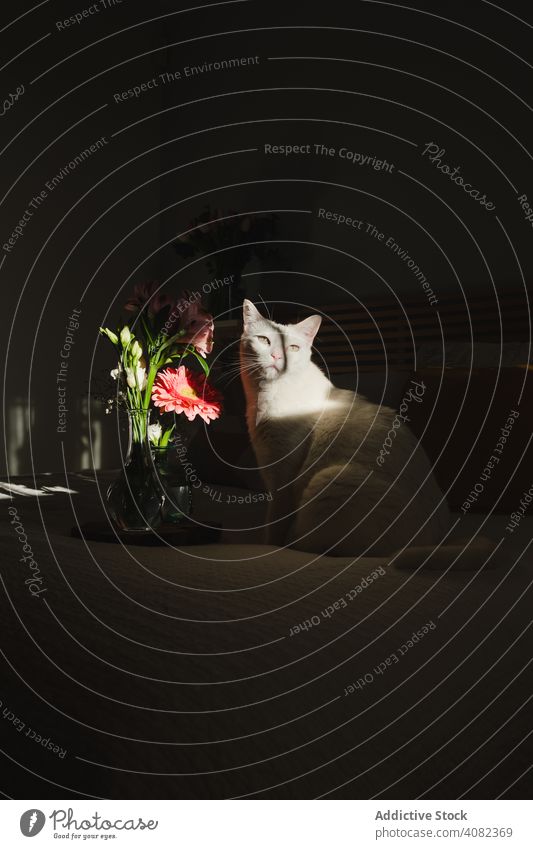 Niedliche Katze unter Lichtstrahl auf einem Bett Raum Blumen Vase hell Holz schwarz Streu Möbel Design heimwärts Appartement niedlich hölzern Dekorationen