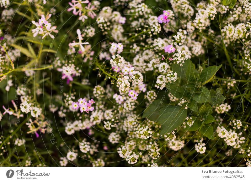 Draufsicht auf eine grüne und weiße Pflanze mit Blumen. Frühling oder Sommerzeit. Natur Wiese Blütenblatt Überstrahlung Flora hell wachsen Sonnenschein Saison