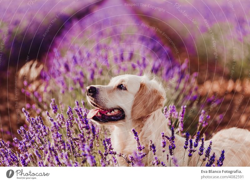 Adorable Golden Retriever Hund in Lavendelfeld bei Sonnenuntergang. Schönes Porträt eines jungen Hundes. Haustiere im Freien und Lifestyle Reinrassig Wiese