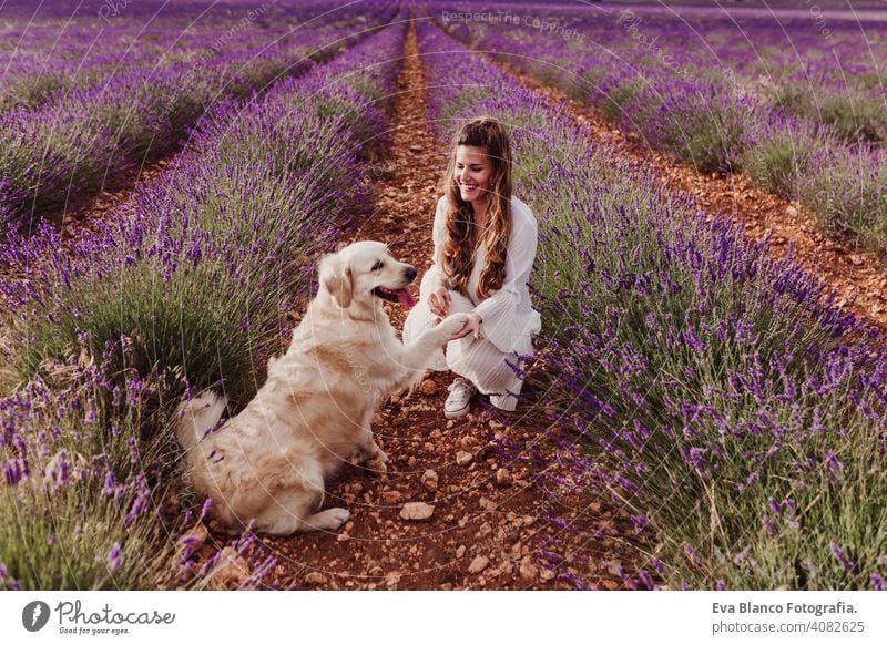 schöne Frau mit ihrem Golden Retriever Hund in Lavendelfeldern bei Sonnenuntergang. Haustiere im Freien und Lifestyle Wiese Schönheit Freizeit Freiheit Feld