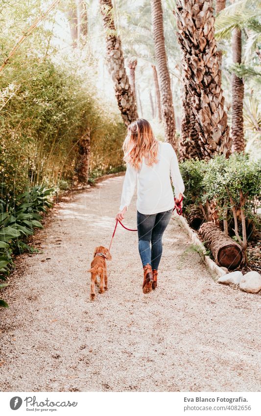 junge Frau zu Fuß mit ihrem niedlichen Welpen von Cocker Spaniel im Freien Spaziergang laufen Hund Haustier Park sonnig Liebe Umarmung Lächeln Rückansicht Kuss