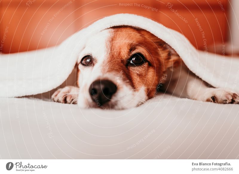 niedlichen kleinen Jack Russell Hund ruht auf Bett an einem sonnigen Tag mit einer Decke bedeckt jack russell schlafen müde ruhen aussruhen Augen geschlossen