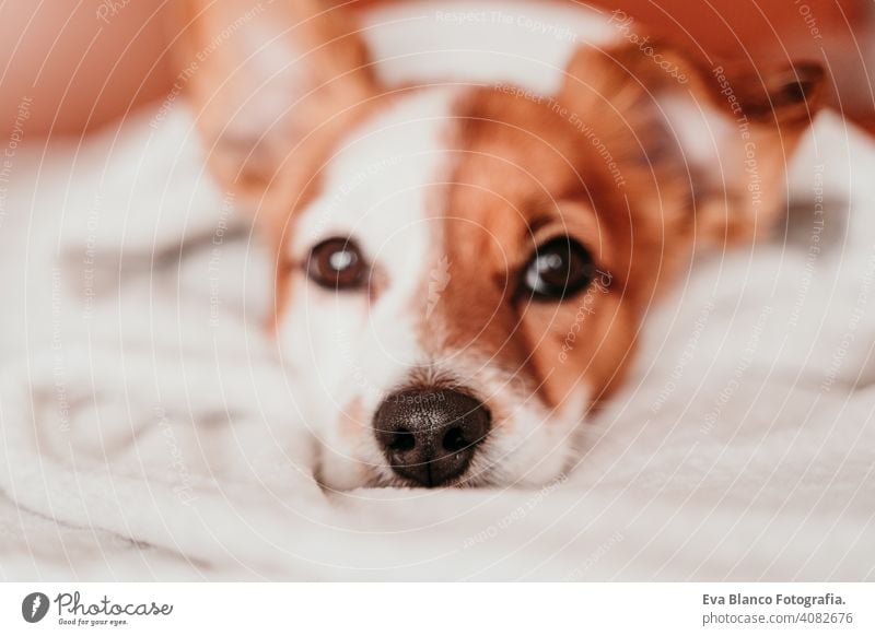 niedlichen kleinen Jack Russell Hund ruht auf Bett an einem sonnigen Tag mit einer Decke bedeckt jack russell schlafen müde ruhen aussruhen Augen geschlossen
