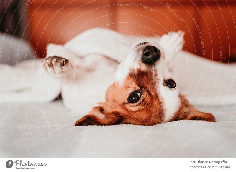 niedlichen kleinen Jack Russell Hund ruht kopfüber auf dem Bett an einem sonnigen Tag auf den Kopf gestellt jack russell schlafen müde ruhen aussruhen