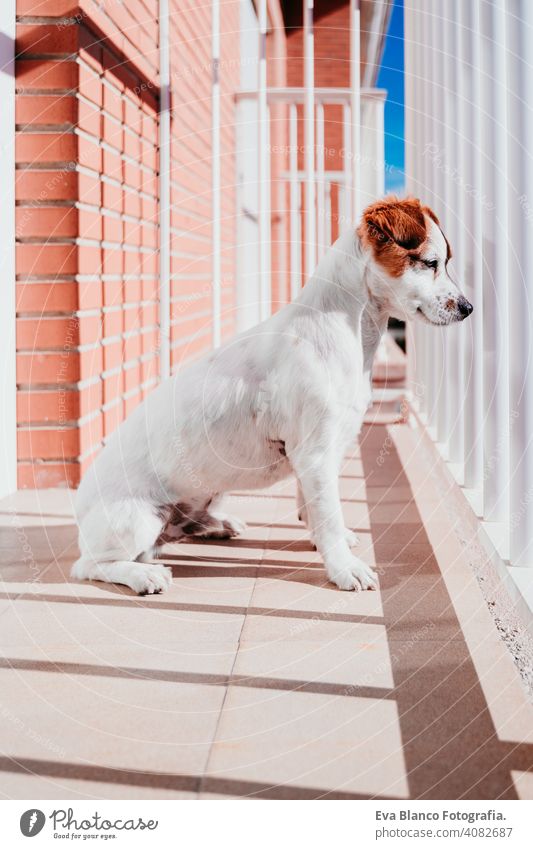 niedlichen Hund stehend an einem sonnigen Tag auf einem Balkon Terrasse jack russell Terrier im Freien Haus zuschauend niemand Porträt träumen 1 Tier Hündchen