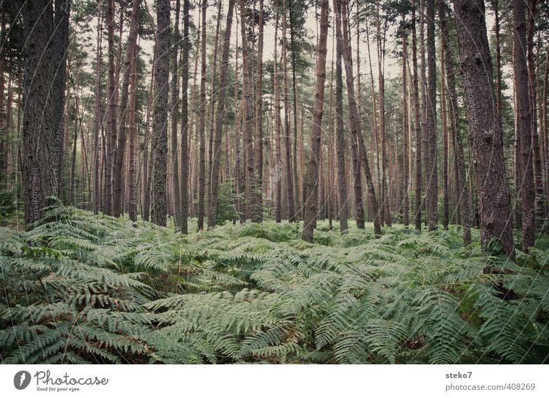 no way Natur Sommer Farn Wald natürlich grau grün Baumstamm Wildnis verirrt orientierungslos Gedeckte Farben Außenaufnahme Menschenleer