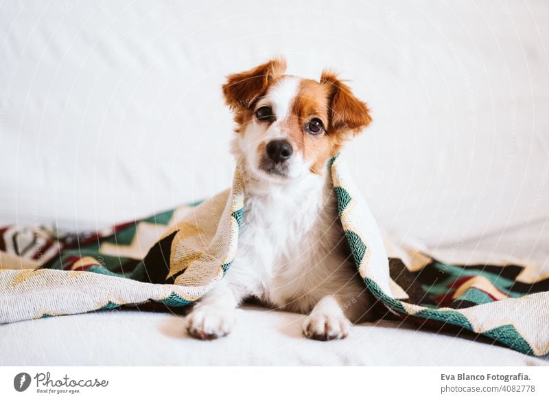 niedlichen Jack Russell Hund mit ethnischen Decke bedeckt sitzt auf der Couch zu Hause. Lebensstil im Innenbereich jack russell Haustier Deckung heimwärts