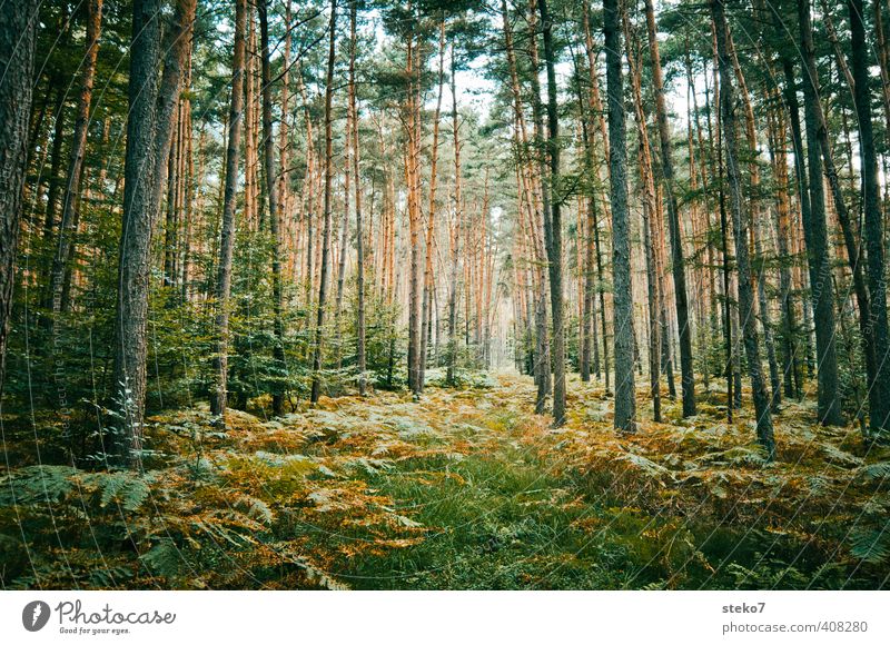 Wege-Illussion Natur Farn Wald natürlich braun grün Kiefer ursprünglich Märchenwald Schneise Farbfoto Außenaufnahme Menschenleer