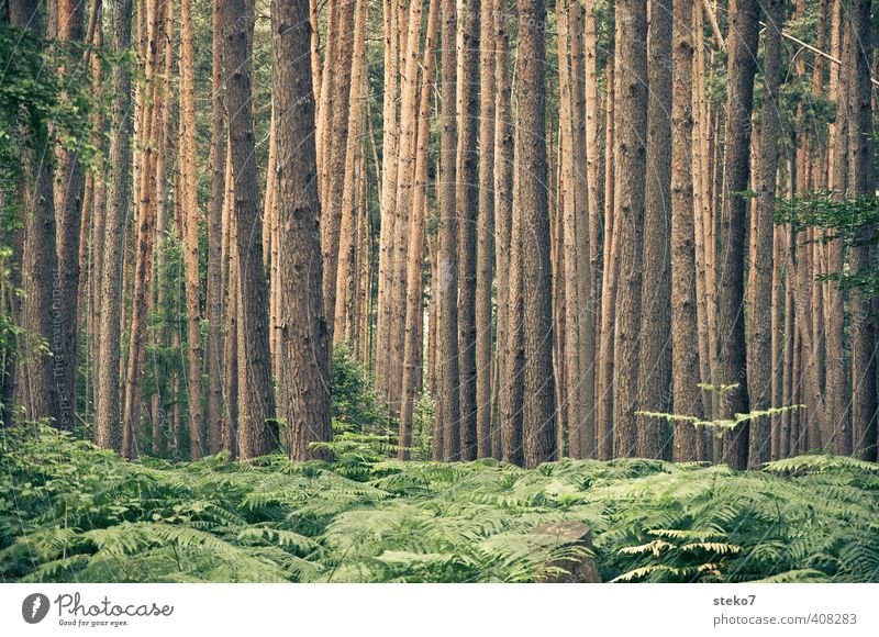 den Wald vor lauter Bäumen nicht sehen Natur Sommer Baum Farn braun grün Symmetrie Baumstamm Kiefer Unterholz orientierungslos Gedeckte Farben Außenaufnahme