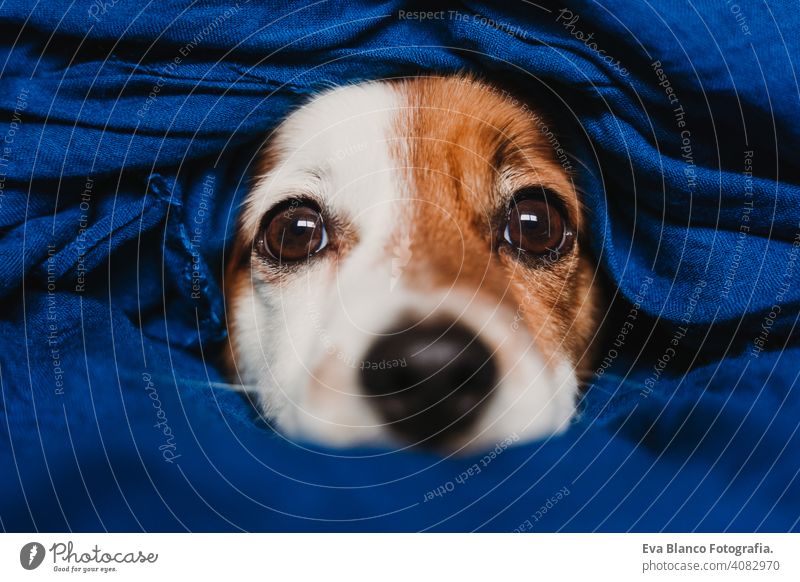 Porträt von niedlichen Jack Russell in ein blaues Taschentuch gewickelt klassisches Blau Schal Einstecktuch Hund Bett jack russell aussruhen klein lieblich