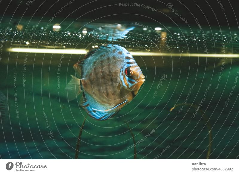 Exotischer Fisch Symphysodon discus, in einem Aquarium Symphysodon-Diskus exotisch tropisch Haustier Wasser warm Experte Gerät Temperatur Kontrolle Hobby