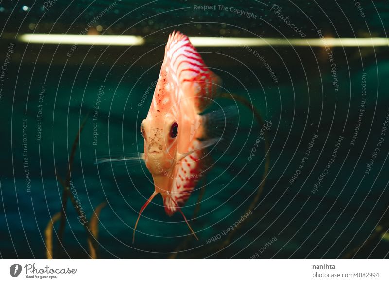 Exotischer Fisch Symphysodon discus, in einem Aquarium Symphysodon-Diskus exotisch tropisch schneerot Taubenblut Haustier Wasser warm Experte Gerät Temperatur