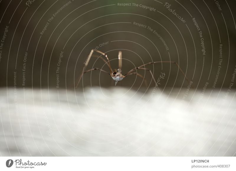 Der Arsch vom Spinne(r) 1 Tier krabbeln Ekel elegant Angst Insekt Jagd warten Beine Farbfoto Außenaufnahme Nahaufnahme Makroaufnahme Textfreiraum oben