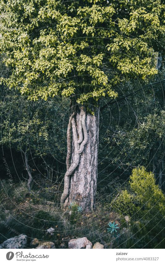 große Wurzel eines Busches, die sich um den Stamm eines Bergbaumes wickelt abstützen Spirale umhüllen abstrakt Aufsteiger Verzerrung ausgesetzt Dschungel