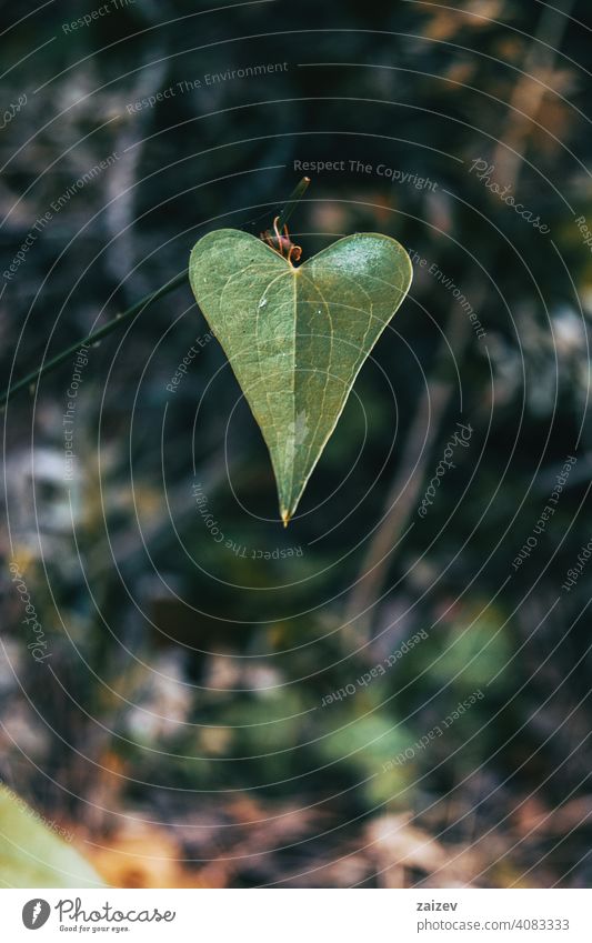 verlassen Nahaufnahme eines Smilax Smilax aspera alternativ filigran Dornen nach oben Aufsteiger beweglich lang stechend Vorbau Herz Blatt schließen wild