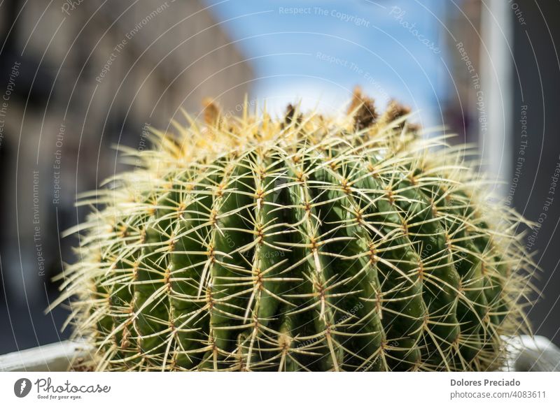 Nahaufnahme eines Kaktus Kakteen Pflanze natürlich Natur lebhaft farbenfroh gelb Stachel Sommer grün Farbfoto hell Mexiko wüst