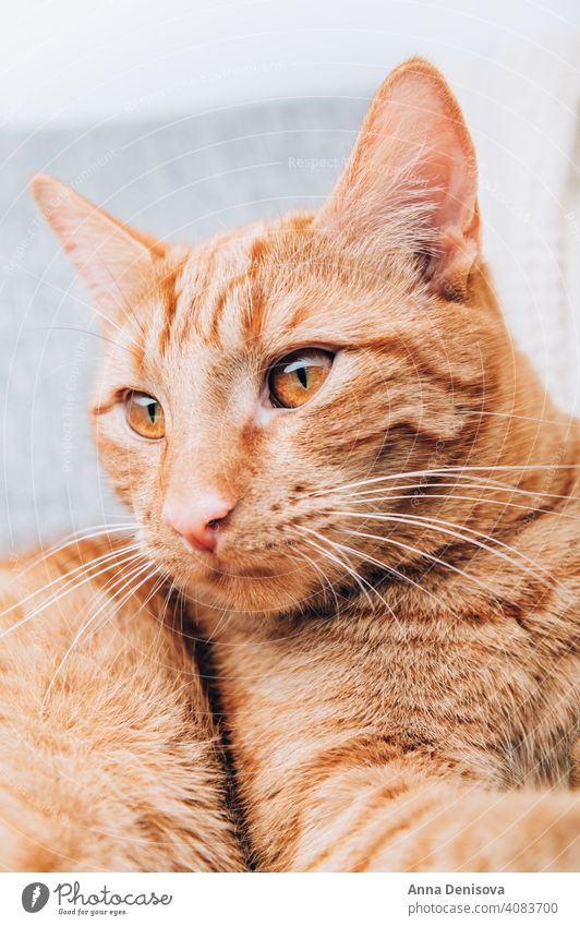 Rotschopfkatze liegt auf Sofa Katze Ingwer Haustier Tier Ingwer-Katze niedlich Porträt fluffig heimisch orange rot Fell pelzig heimwärts Komfort