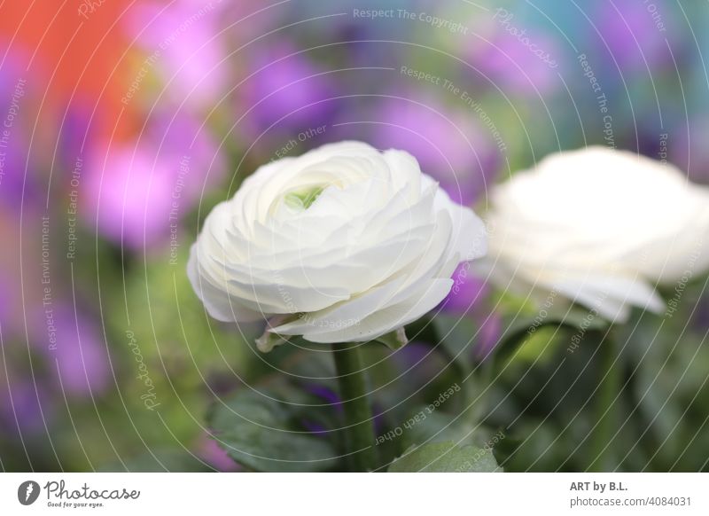 weiße Ranunkel vor buntem Hintergrund erste vorderste ranunkel blume blüten reinheit frühling farben lila grün gartenjahreszeit blühen erblüht aufgeblüht