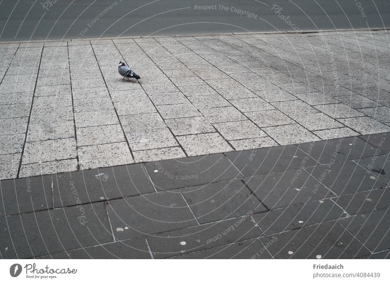 Taube auf dem Pflaster Tier allein Pflastersteine Linien minimalistisch Weitwinkel Einsamkeit Gedeckte Farben grau Straßenrand Außenaufnahme Menschenleer