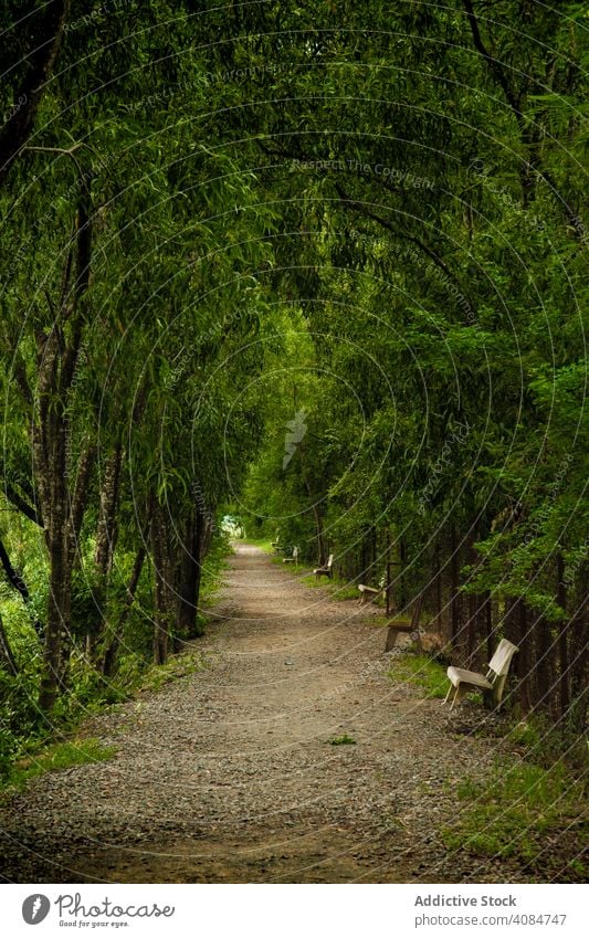 Friedlicher leerer Weg im üppigen grünen Park Gasse tropisch schlendern Bank Kambodscha Asien stumm Bäume Umwelt Straße Natur schön friedlich Spazierweg Sommer