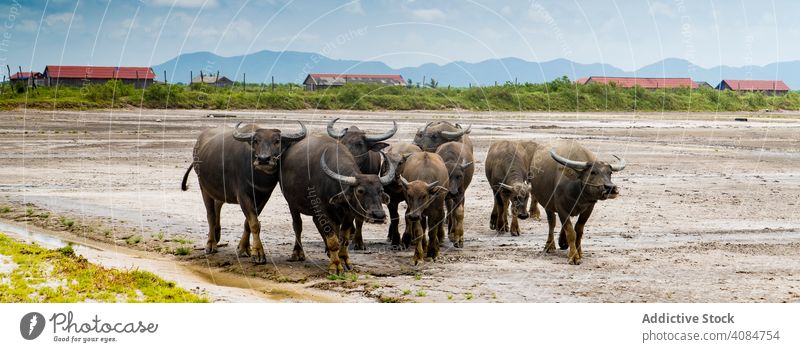Stiere auf abgelegenem Farmgelände Feld ländlich Ackerland tropisch Rind Tier Natur Asien Kambodscha Viehbestand Tourismus Weide Säugetier Tal Wiese Landschaft