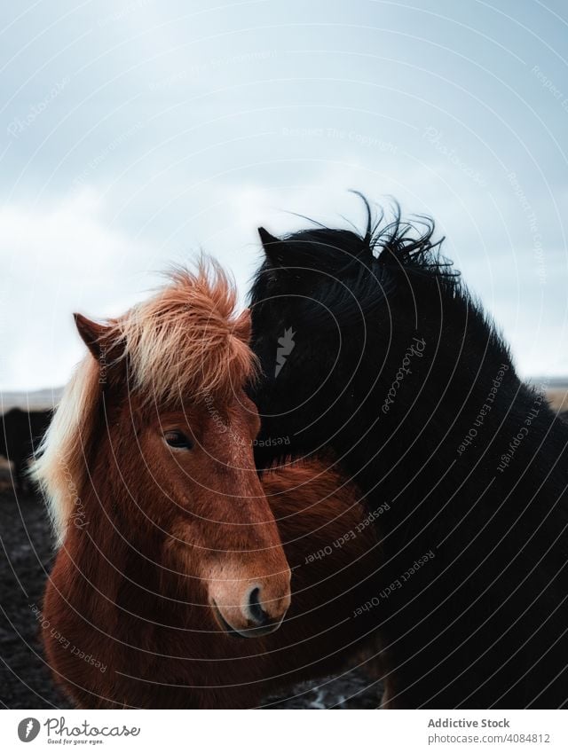 Pferde in den Bergen in Island isländisch schön Tier Tierwelt Natur reisen im Freien wild Porträt Mähne Winter braun Schönheit Landschaft Feld Bauernhof Ponys