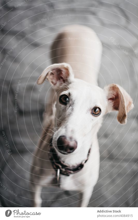 Lustiger Hund auf der Straße Straßenbelag lustig Gebäude schäbig spanischer Windhund Reinrassig Tier Haustier Eckzahn verwittert Galgo Außenseite Bürgersteig
