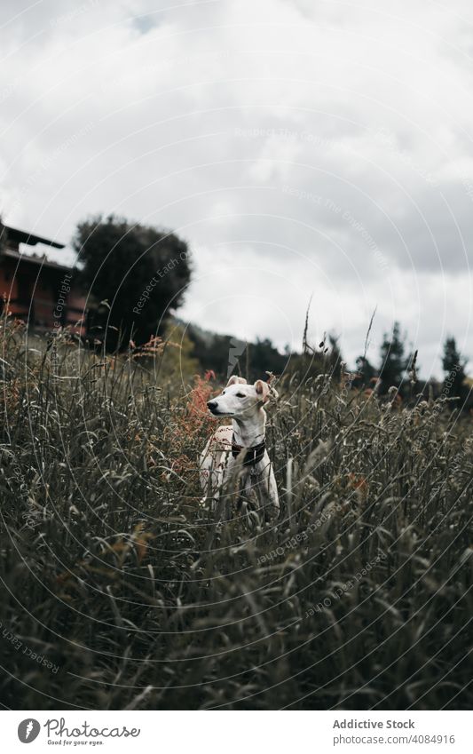 Erstaunlich spanischen Windhund auf Gras des Waldes Hund Straße Straßenbelag lustig spanischer Windhund Reinrassig Tier Haustier Eckzahn verwittert Galgo
