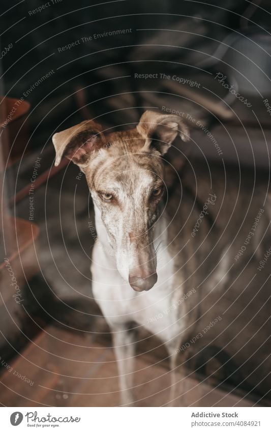 Niedlicher Hund hinter Fenster heimwärts Glas Haustier Reinrassig spanischer Windhund Tier Eckzahn heimisch Warten anschauend Freund gehorsam loyal Galgo