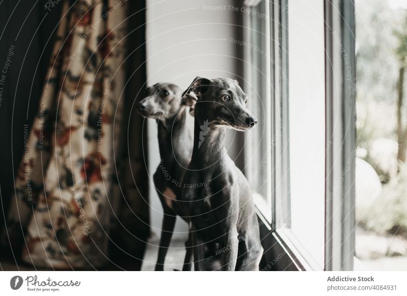 Niedliche Hunde schauen durch das Fenster heimwärts Glas Haustier Reinrassig spanischer Windhund Tier Eckzahn heimisch Warten anschauend Freund gehorsam loyal