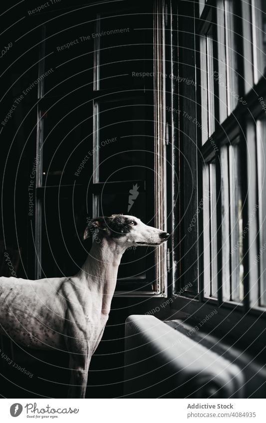 Niedlicher Hund schaut durch das Fenster heimwärts Glas Haustier Reinrassig spanischer Windhund Tier Eckzahn heimisch Warten anschauend Freund gehorsam loyal