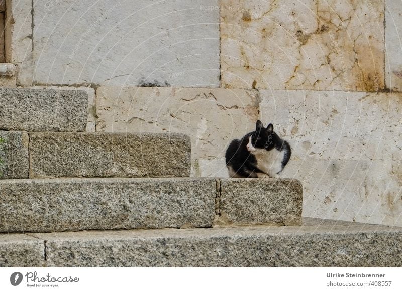 Gatto di strada 1 Cagliari Sardinien Platz Treppe Fassade Tier Haustier Katze Straßenkatze beobachten hocken sitzen warten alt Armut dünn Stadt Wachsamkeit