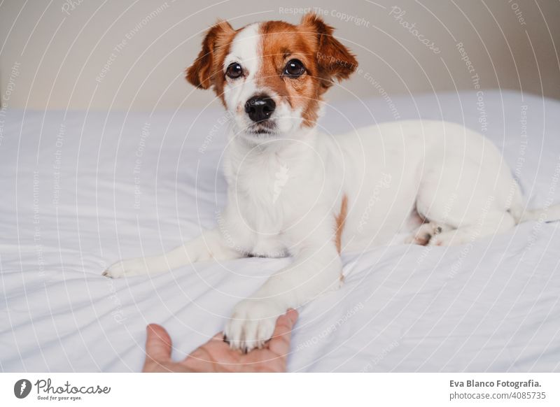 Frau Hand hält Hund Pfote auf dem Bett liegend Beteiligung Besitzer Liebe Zusammensein Zusammengehörigkeitsgefühl Pfoten niedlich jack russell aussruhen klein