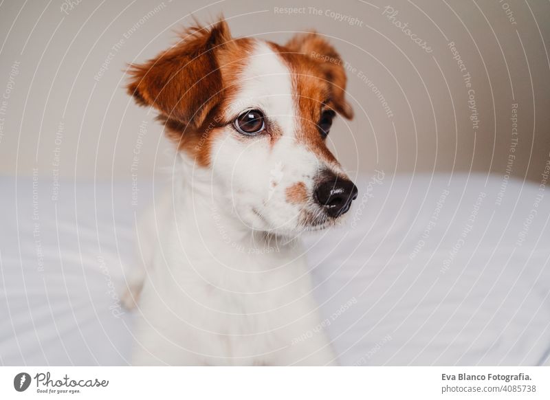 Porträt von niedlichen Jack Russell Hund auf dem Bett liegend jack russell aussruhen klein lieblich bezaubernd sich[Akk] entspannen fallen weiß Deckung Haustier