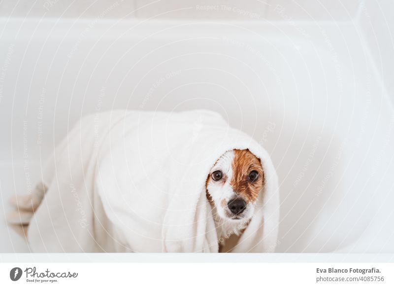 niedlich schönen kleinen Hund nass in der Badewanne, sauberen Hund bekommen mit Handtüchern getrocknet. Haustiere im Innenbereich Handtuch trocknen jack russell