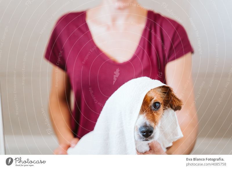 junge Frau, die ihren süßen kleinen Jack-Russell-Hund mit Handtuch zu Hause trocknet trocknen jack russell Bad Dusche Sauberkeit niedlich heimwärts