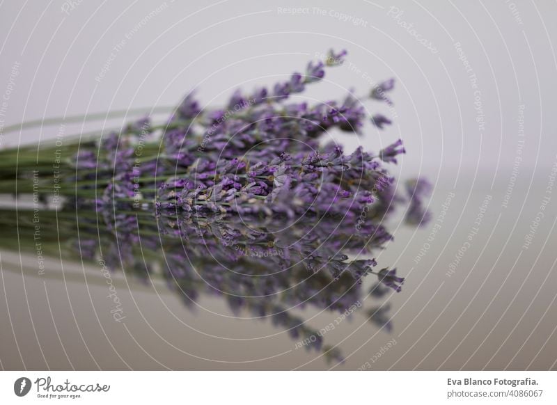 Nahaufnahme eines Lavendelbouquets mit Reflexion auf Glas. Blumen, Pflanzen und Natur Konzept duftig schön Gesundheit farbenfroh Sommer im Freien reisen Sonne