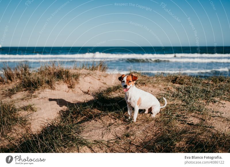 niedlichen kleinen Jack Russell Hund am Strand. Sitzen auf Dünen bei Sonnenuntergang Dunes Landschaft Sommer Blauer Himmel Urlaub Feiertage weiß Welpe im Freien