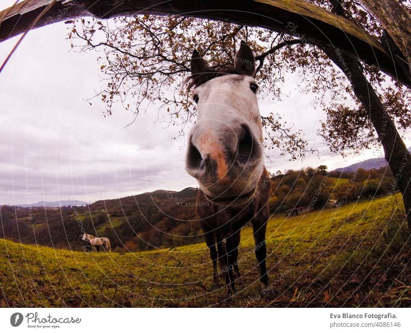 Nahaufnahme Fischauge vie Blick auf ein Pferd in einem grünen Feld. Bewölkter Himmel. Natur und Berge im Norden von Spanien. Tier Wildnis Lifestyle Nachlauf