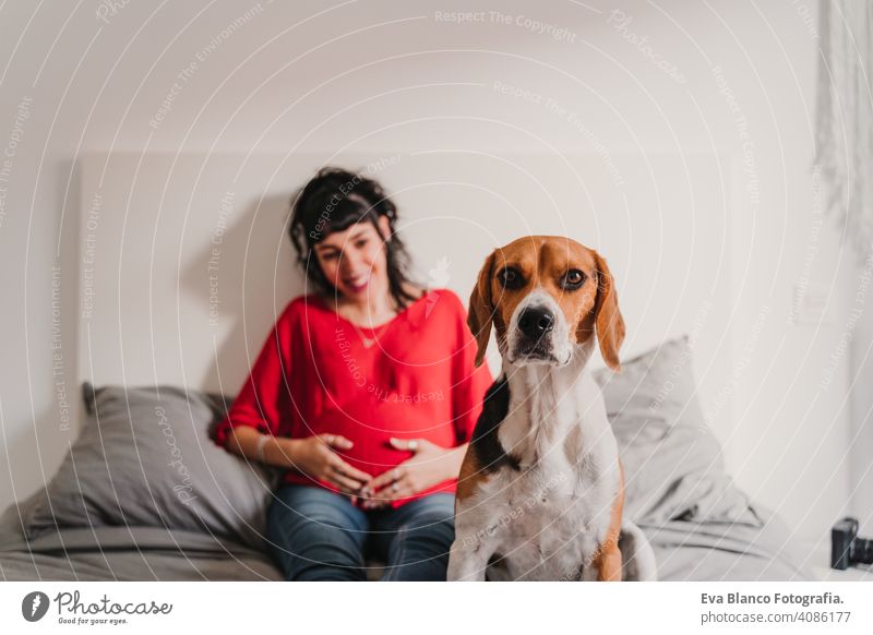 junge schwangere Frau zu Hause mit ihrem Beagle-Hund heimwärts Bett Handy Technik & Technologie Smartphone erwartend Baby Bauch benutzend Internet WiFi