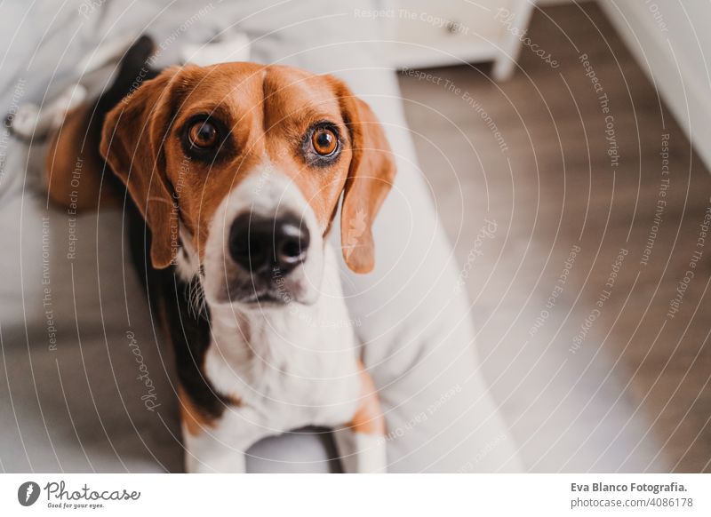 Nahaufnahme Porträt der schönen Beagle Hund zu Hause Haustier heimwärts Bett Lügen tagsüber Besitzer niemand jung braun weiß schwarz Reinrassig lustig allein