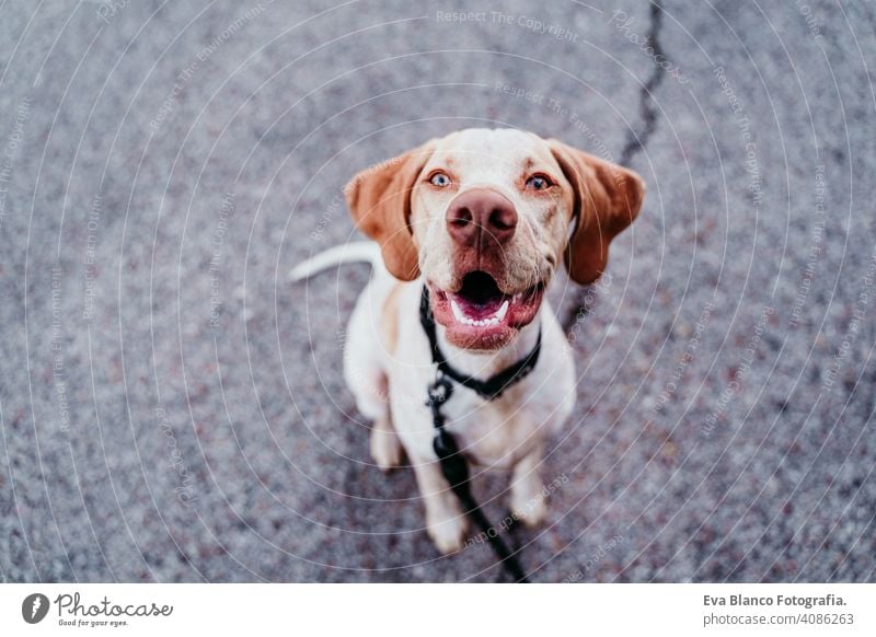 Porträt der schönen gemischten Rasse Hund sitzt im Freien im Park Blick auf die Kamera Straße Großstadt abschließen Haustier Sitzen Reinrassig jung Sommer