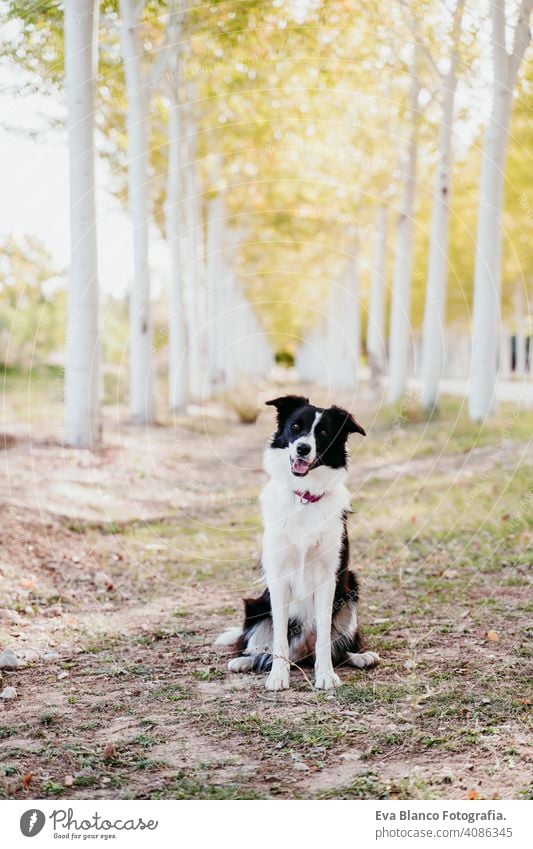 schöne Border Collie Hund sitzt in einem Pfad von Bäumen im Freien. Haustier Weg niemand intelligent jung schwarz weiß sonnig Sitzen außerhalb Gras Sommer